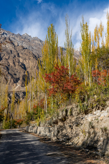 View of the Hunza Valley featuring vibrant autumn foliage with tall yellow poplar trees and red leaves against a backdrop of rugged mountains in Karimabad Gilgit Baltistan Pakistan.