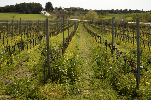 View of a vineyard with rows of grapevines and yellow wildflowers in the foreground set against a rural landscape with a road and trees in Mallorca Balearic Islands Spain.