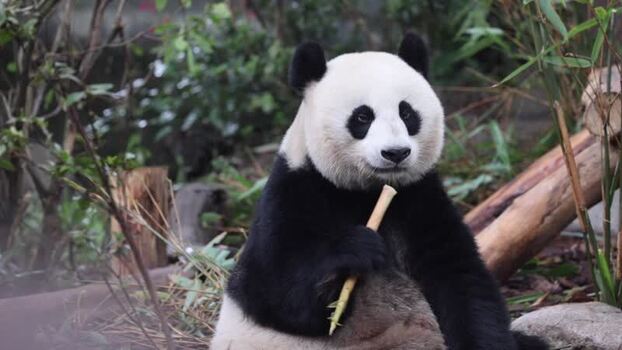 View of giant panda eating bamboo at Chengdu Research Base China. View of giant panda eating bamboo at Chengdu Research Base China.