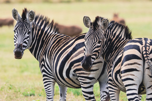 View of two zebras standing in a grassy field with their distinctive black and white stripes under soft daylight Waterberg District Municipality Limpopo South Africa.
