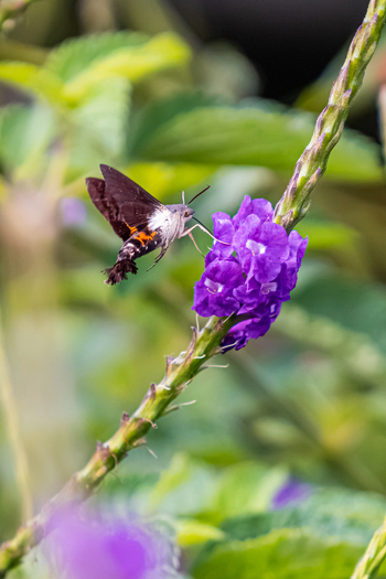 View of a sphinx moth hovering near a vibrant purple flower spike in a lush garden setting in Antioquia Colombia.