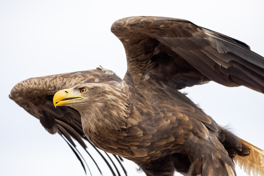 View of a majestic white tailed eagle with spread wings and a sharp yellow beak against a clear sky in Selestat Grand Est France.