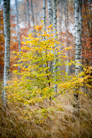 View of a small tree with vibrant yellow autumn leaves standing among tall white barked birch trees in a forest with dry grass Debrzno Pomeranian Voivodeshi Poland. View of a small tree with vibrant yellow autumn leaves standing among tall white barked birch trees in a forest with dry grass Debrzno Pomeranian Voivodeshi Poland.