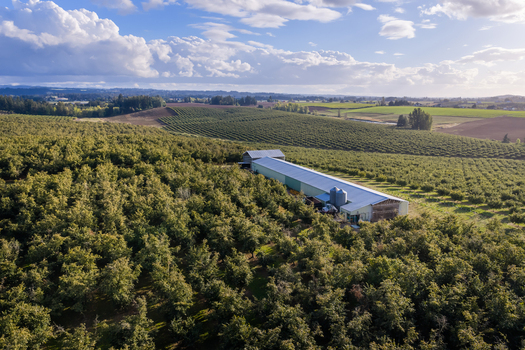 Aerial view of a hazelnut farm with rows of trees a long agricultural building and silos set amidst rolling hills under a cloudy sky in Woodburn Oregon United States. Aerial view of a hazelnut farm with rows of trees a long agricultural building and silos set amidst rolling hills under a cloudy sky in Woodburn Oregon United States.