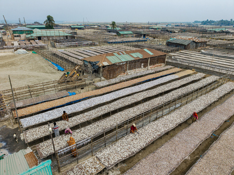 Cox s Bazar Bangladesh 11 March 2026 Aerial view of a traditional fish drying yard with workers tending to rows of fish on wooden racks under an overcast sky. Cox s Bazar Bangladesh 11 March 2026 Aerial view of a traditional fish drying yard with workers tending to rows of fish on wooden racks under an overcast sky.