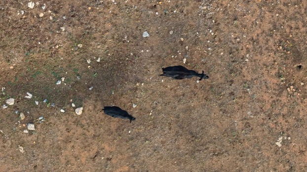 Aerial view of two black cows grazing in a dry rocky and grassy field in Golden Colorado United States.
