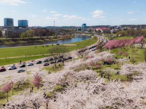 Aerial view of Chiune Sugihara Sakura Park with blooming cherry blossoms along the Neris river city skyline and traffic in Vilnius Vilniaus apskritis Lithuania. Aerial view of Chiune Sugihara Sakura Park with blooming cherry blossoms along the Neris river city skyline and traffic in Vilnius Vilniaus apskritis Lithuania.