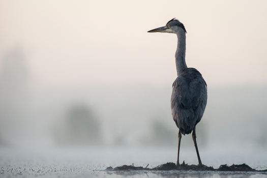 View of a grey heron standing in the mist on a calm lake in Debrzno Pomeranian Voivodeship Poland.