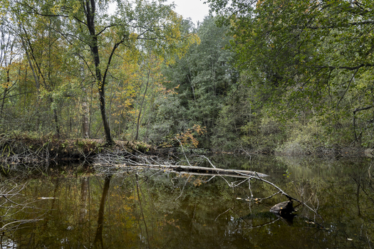 View of a calm pond in a forest with a fallen tree trunk reflecting in the dark water surrounded by lush green and autumn colored trees in Jyvaskyla Central Finland Finland.