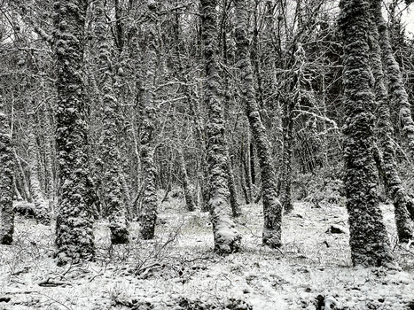 Aerial view of Covao d Ametade featuring snow covered trees and frosted branches in a dense winter forest in Loriga Guarda District Portugal. Aerial view of Covao d Ametade featuring snow covered trees and frosted branches in a dense winter forest in Loriga Guarda District Portugal.