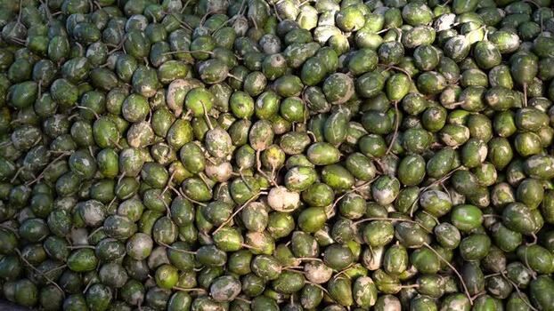 View of a large pile of fresh green hog plums Bangladesh. View of a large pile of fresh green hog plums Bangladesh.