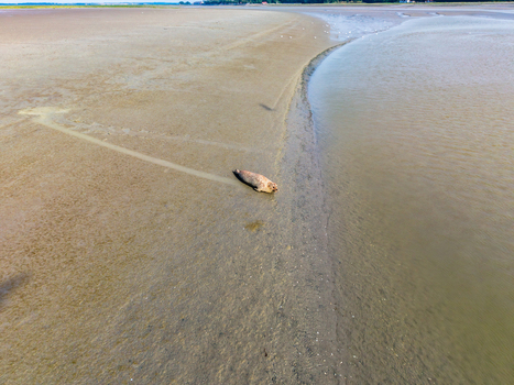 Aerial view of a seal resting on the mudflats of the Baie de Somme Saint Valery sur Somme Hauts de France France. Aerial view of a seal resting on the mudflats of the Baie de Somme Saint Valery sur Somme Hauts de France France.