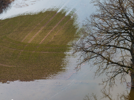 Aerial view of a flooded agricultural field with green crops and a bare tree reflecting in the water Kaniukai Kaunas County Lithuania. Aerial view of a flooded agricultural field with green crops and a bare tree reflecting in the water Kaniukai Kaunas County Lithuania.