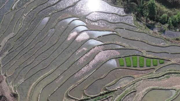 Aerial view of rice terraces China.