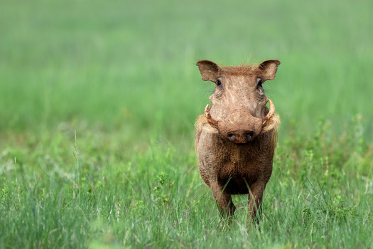View of a warthog standing in a lush green grassy field with a blurred background Waterberg District Municipality Limpopo South Africa. View of a warthog standing in a lush green grassy field with a blurred background Waterberg District Municipality Limpopo South Africa.