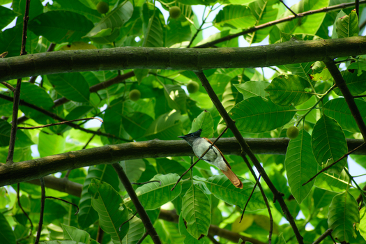 View of an Asian paradise flycatcher perched on a tree branch amidst lush green foliage in Bogura Rajshahi Division Bangladesh. View of an Asian paradise flycatcher perched on a tree branch amidst lush green foliage in Bogura Rajshahi Division Bangladesh.