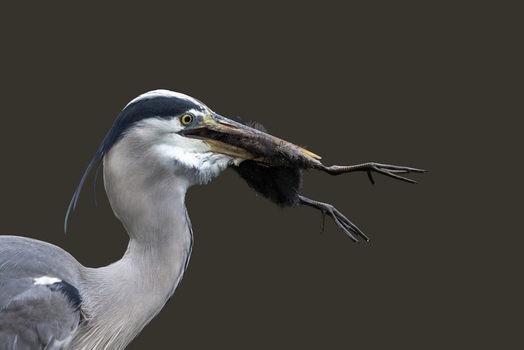 View of a grey heron swallowing a small black bird chick against a dark background in Selestat Grand Est France.