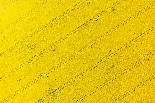Aerial view of vibrant yellow rapeseed field with diagonal tractor tracks and small green patches under bright sunlight Ploiesti Prahova Romania. Aerial view of vibrant yellow rapeseed field with diagonal tractor tracks and small green patches under bright sunlight Ploiesti Prahova Romania.