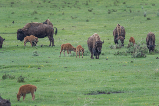 View of a herd of American bison with young calves grazing in the lush green meadows of Yellowstone National Park Wyoming United States. View of a herd of American bison with young calves grazing in the lush green meadows of Yellowstone National Park Wyoming United States.