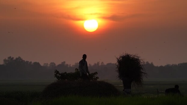 View of a farmer carrying hay at sunset in Bogura Bangladesh. View of a farmer carrying hay at sunset in Bogura Bangladesh.