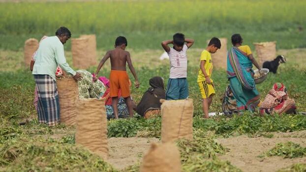 View of farmers harvesting crops in a field Bangladesh.