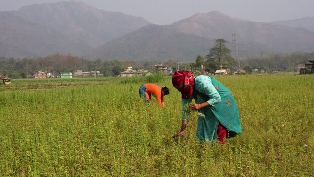 View of women working in a field with mountains in Dang Nepal. View of women working in a field with mountains in Dang Nepal.