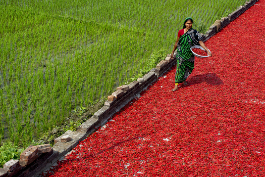Bogura Bangladesh 22 February 2017 View of a woman carrying a bowl of red chilies while walking along a drying field next to a lush green rice paddy. Bogura Bangladesh 22 February 2017 View of a woman carrying a bowl of red chilies while walking along a drying field next to a lush green rice paddy.
