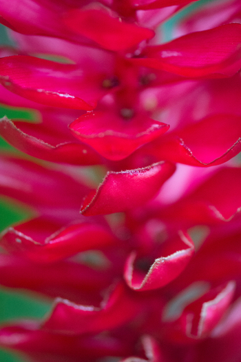 View of a vibrant red ginger flower with delicate petals and a soft green background in Costa Rica.