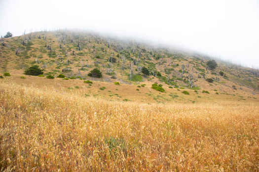 View of the Lost Coast featuring a golden grassy field leading to a misty hillside with scattered trees and shrubs under a foggy sky in Humboldt County California United States.