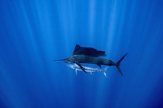 View of a sailfish and a marlin swimming through deep blue water with sun rays filtering from the surface in Magdalena Bay Mexico.