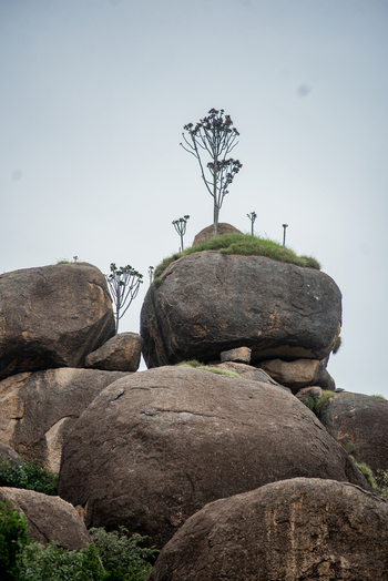 View of large granite boulders with sparse vegetation and succulent trees on the Jos Plateau in Jos North Plateau Nigeria. View of large granite boulders with sparse vegetation and succulent trees on the Jos Plateau in Jos North Plateau Nigeria.