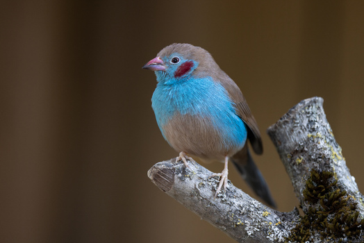 View of a Red cheeked Cordon bleu bird perched on a wooden branch against a soft blurred background in Mulhouse Grand Est France.