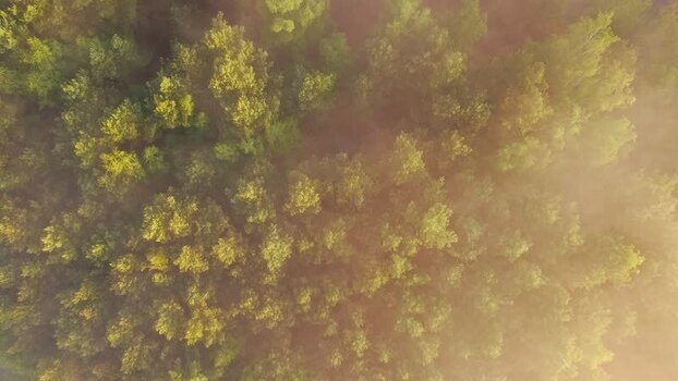 Aerial view of misty forest near Venekotensee Germany.