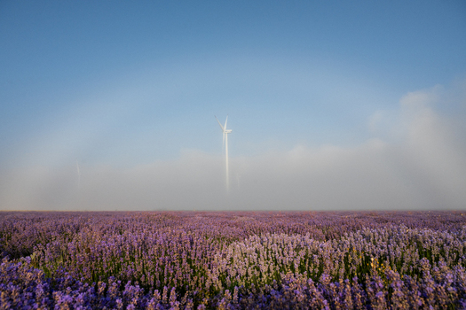 Aerial view of a vibrant lavender field with a wind turbine emerging from the morning fog under a clear blue sky in Bulgaria. Aerial view of a vibrant lavender field with a wind turbine emerging from the morning fog under a clear blue sky in Bulgaria.
