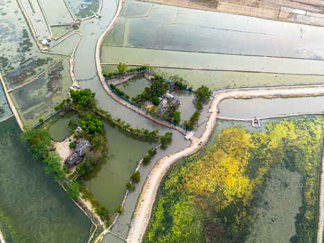 Aerial view of rural homesteads on small islands surrounded by shrimp farms and winding waterways with lush green trees and dirt paths Gabura Union Khulna Division Bangladesh. Aerial view of rural homesteads on small islands surrounded by shrimp farms and winding waterways with lush green trees and dirt paths Gabura Union Khulna Division Bangladesh.