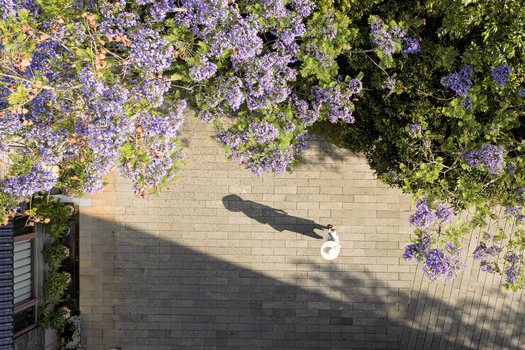 Kunming China 22 April 2026 Aerial view of blooming jacaranda trees with vibrant purple flowers over a stone paved walkway and a person walking with a long shadow. Kunming China 22 April 2026 Aerial view of blooming jacaranda trees with vibrant purple flowers over a stone paved walkway and a person walking with a long shadow.