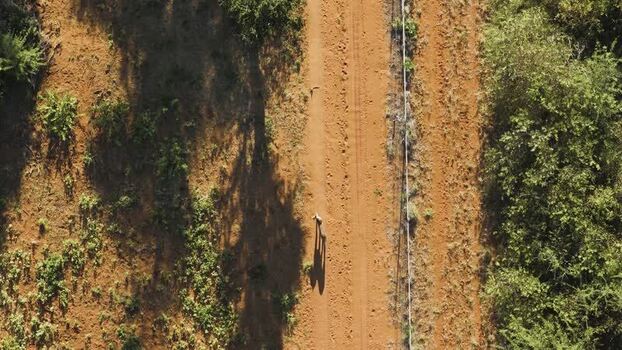 Aerial view of a cheetah on a dirt road South Africa.
