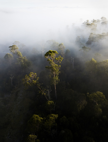 Aerial view of sunrise rays shining through foggy trees in forest of Western Tasmania Australia