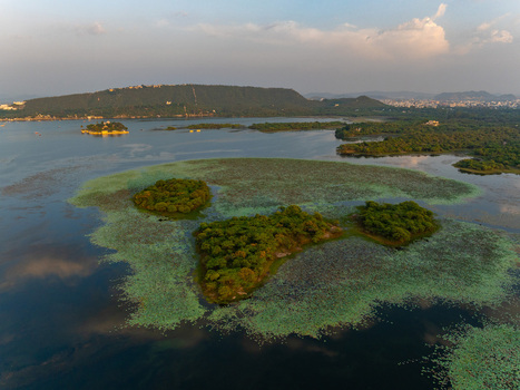 Aerial view of Fateh Sagar Lake featuring lush green islands and calm waters covered in lotus pads under a soft golden hour sky in Udaipur Rajasthan India.