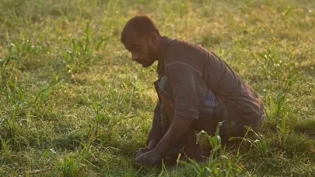 View of a farmer working in a green field in Bogura Bangladesh. View of a farmer working in a green field in Bogura Bangladesh.