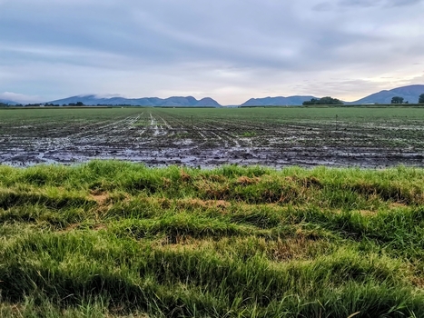 View of the Magaliesberg mountains rising above a wet cultivated field with green foreground grass under a cloudy sky in Mooinooi North West South Africa. View of the Magaliesberg mountains rising above a wet cultivated field with green foreground grass under a cloudy sky in Mooinooi North West South Africa.
