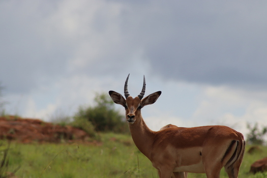 View of an impala standing in the grassy landscape of Finfoot Lake Reserve By Dream Resorts under a cloudy sky in Bojating North West South Africa.