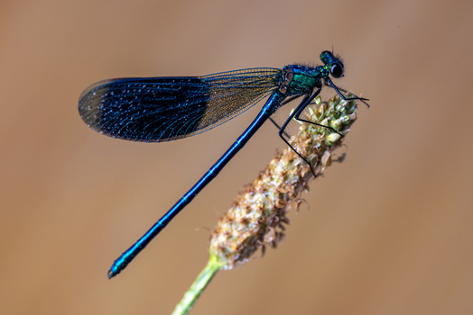 View of a metallic blue damselfly perched on a dry plant stalk against a soft bokeh background in Wittenheim Grand Est France.