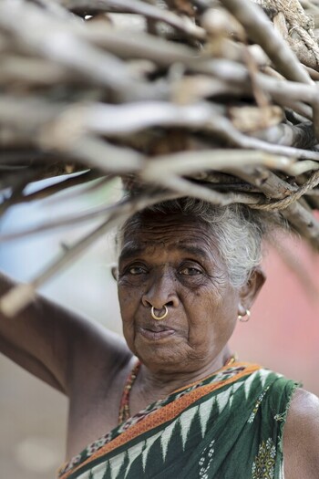 Odisha India 26 March 2026 View of an elderly woman carrying a bundle of dry firewood sticks gracefully balanced on her head showcasing resilience and tradition. Odisha India 26 March 2026 View of an elderly woman carrying a bundle of dry firewood sticks gracefully balanced on her head showcasing resilience and tradition.