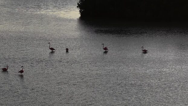 Aerial view of flamingos in Yucalpeten lagoon Mexico. Aerial view of flamingos in Yucalpeten lagoon Mexico.