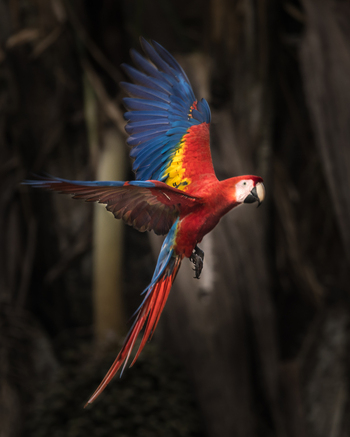 View of a vibrant scarlet macaw in flight with its colorful red yellow and blue wings spread wide against a dark blurred forest background in Puerto Jimenez Puntarenas Province Costa Rica.