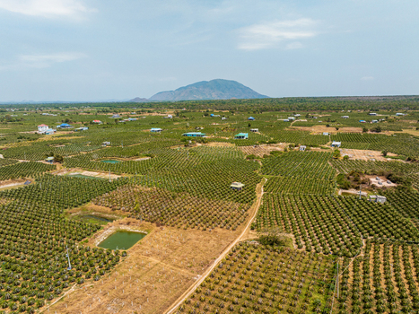 Aerial view of a vast agricultural plantation with rows of crops small houses irrigation ponds and a dirt path set against a distant mountain landscape in Vietnam. Aerial view of a vast agricultural plantation with rows of crops small houses irrigation ponds and a dirt path set against a distant mountain landscape in Vietnam.