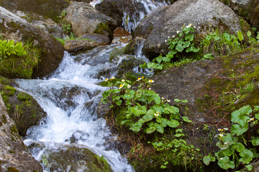 View of a clear mountain stream flowing over mossy rocks with small white wildflowers blooming on the riverbank in Kumrat Valley Khyber Pakhtunkhwa Pakistan. View of a clear mountain stream flowing over mossy rocks with small white wildflowers blooming on the riverbank in Kumrat Valley Khyber Pakhtunkhwa Pakistan.