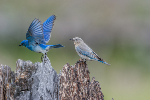 View of a male and female mountain bluebird on a weathered tree stump in British Columbia Canada. View of a male and female mountain bluebird on a weathered tree stump in British Columbia Canada.