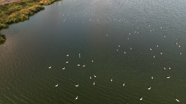 Aerial view of swans swimming on Lake Burgas Bulgaria. Aerial view of swans swimming on Lake Burgas Bulgaria.